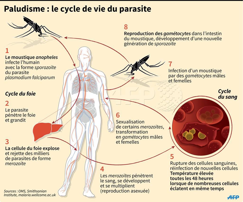 Paludisme-cycle de vie du parasite