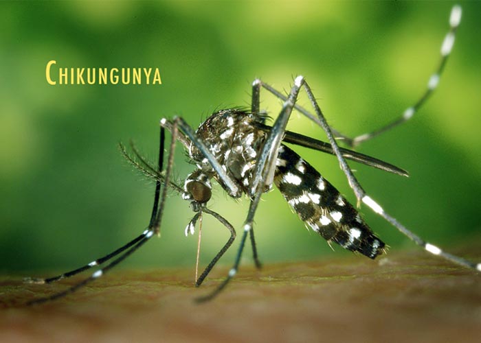 Chikungunya-sante-senegal