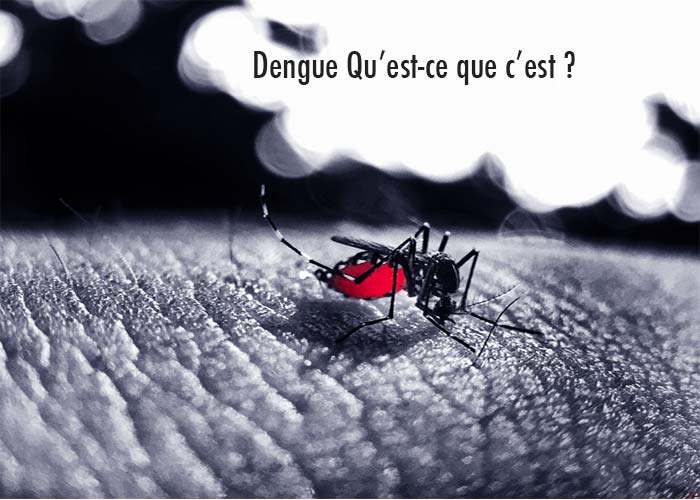 Dengue-Qu’est-ce-que-c’est