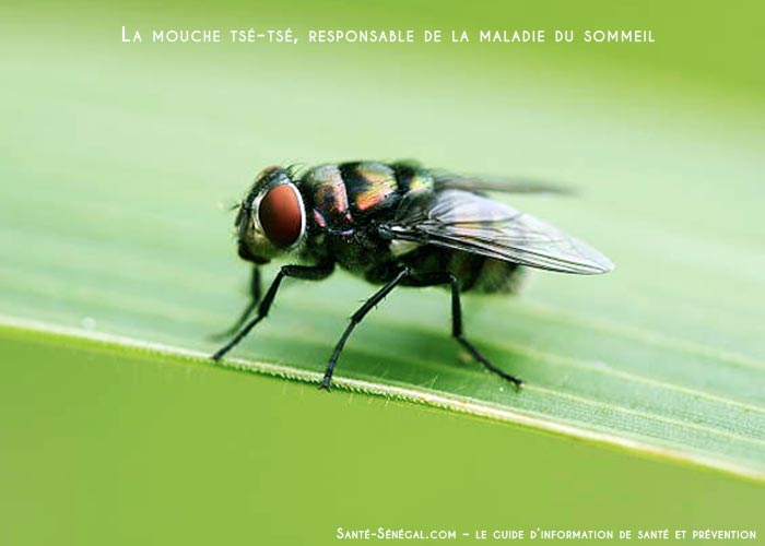 SantéstérilisationInsectesTsé TséEradication