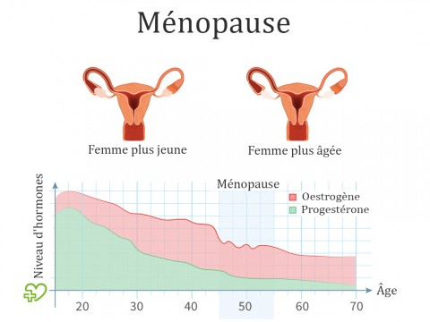 menopause_illustration